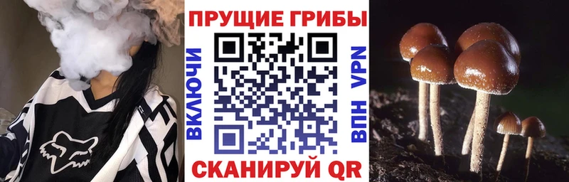 Галлюциногенные грибы GOLDEN TEACHER  купить наркоту  Тюкалинск 